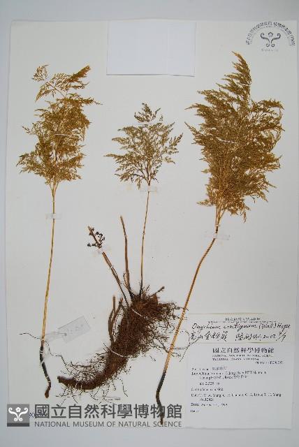 高山金粉蕨藏品圖，第1張