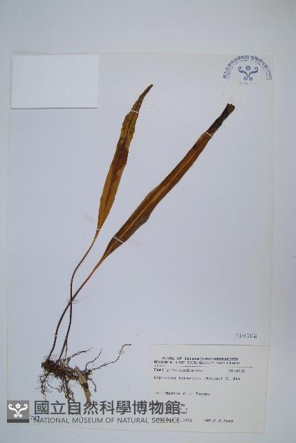 鱗瓦葦、長柄瓦葦藏品圖，第1張