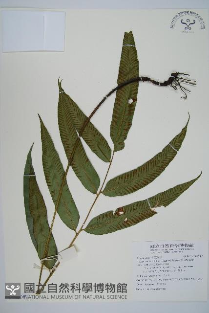 裂葉雙蓋蕨藏品圖，第1張