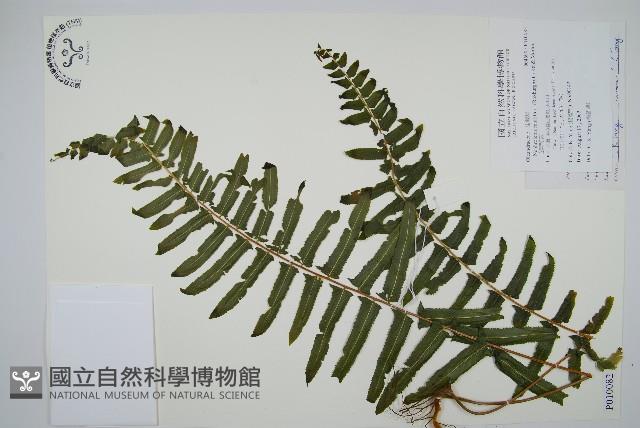 虎克氏鱗蓋蕨藏品圖，第1張