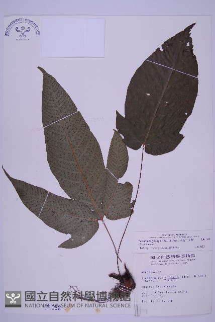 南投三叉蕨藏品圖，第1張