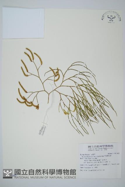 木賊葉石松藏品圖，第1張