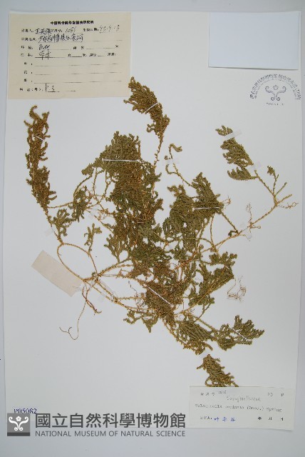 翠雲草、藍草藏品圖，第1張
