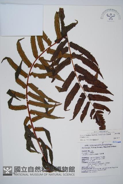 黑桫蕨藏品圖，第1張