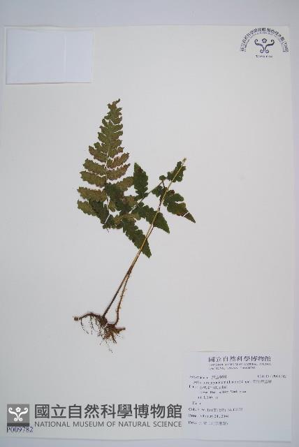 東洋蹄蓋蕨藏品圖，第1張