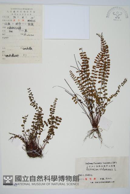鐵角蕨藏品圖，第1張