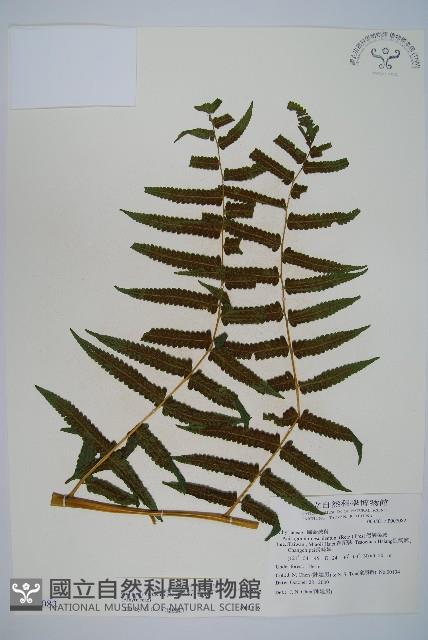 菜蕨藏品圖，第1張