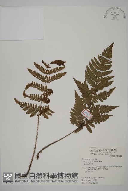 愛德氏肋毛蕨藏品圖，第1張