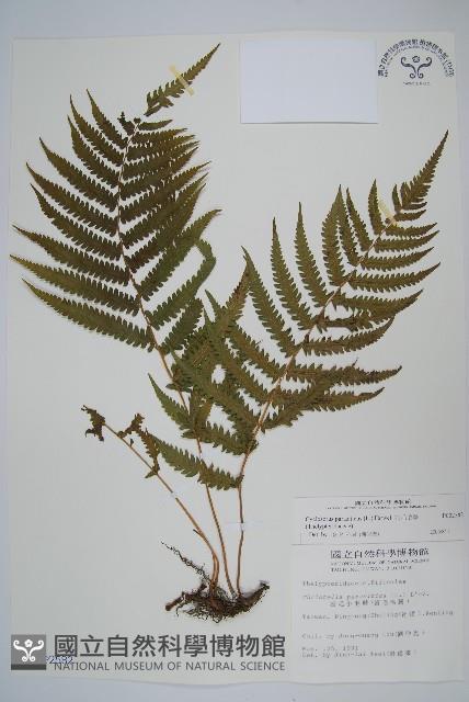 密毛毛蕨藏品圖，第1張