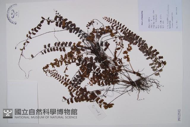 鞭葉鐵線蕨藏品圖，第1張