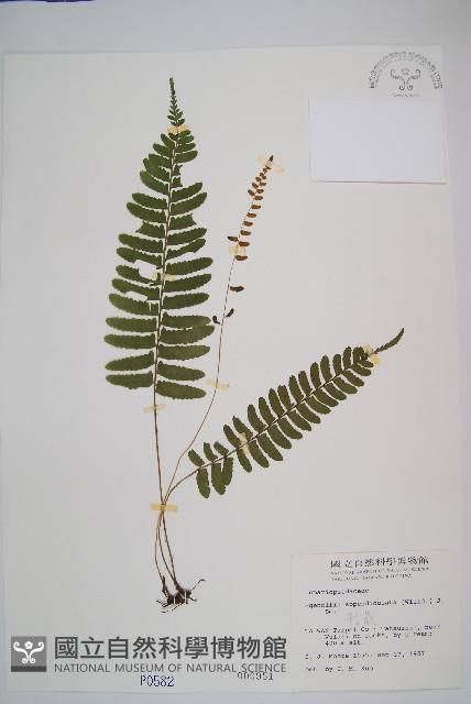 刺蕨藏品圖，第1張