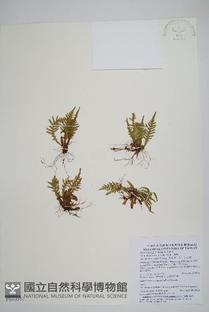 蒿蕨藏品圖，第1張