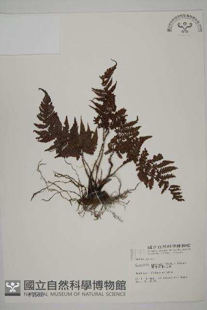 愛德氏肋毛蕨藏品圖，第1張