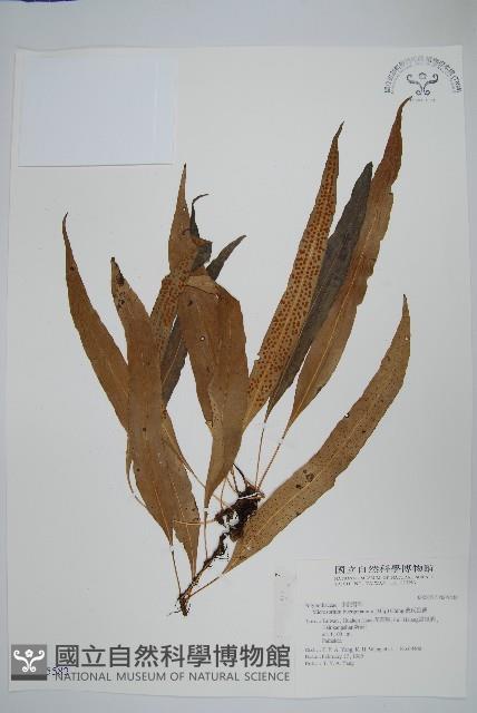 波氏星蕨藏品圖，第1張