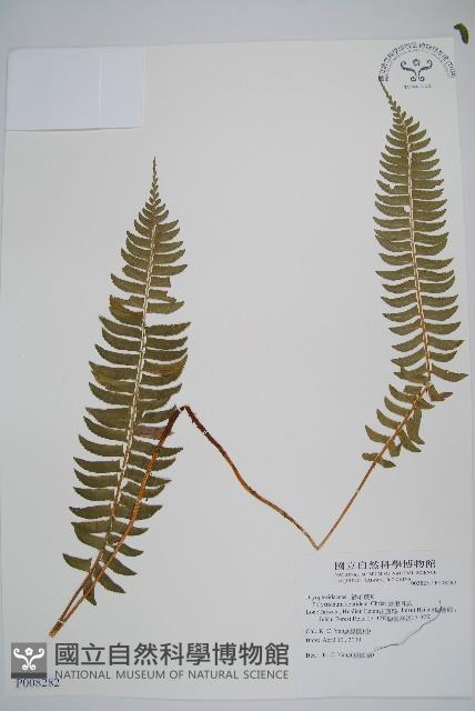 臺東耳蕨藏品圖，第1張