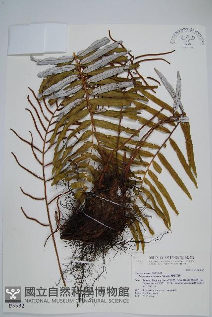 台灣瘤足蕨藏品圖，第1張