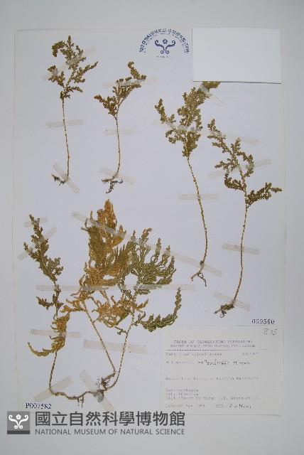 異葉卷柏藏品圖，第1張