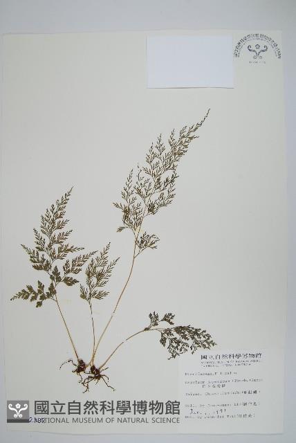 日本金粉蕨藏品圖，第1張