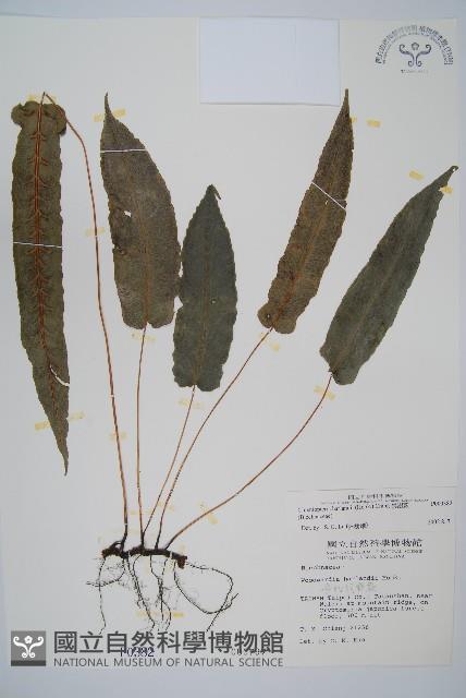 崇澍蕨藏品圖，第1張