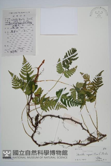 陰石蕨藏品圖，第1張