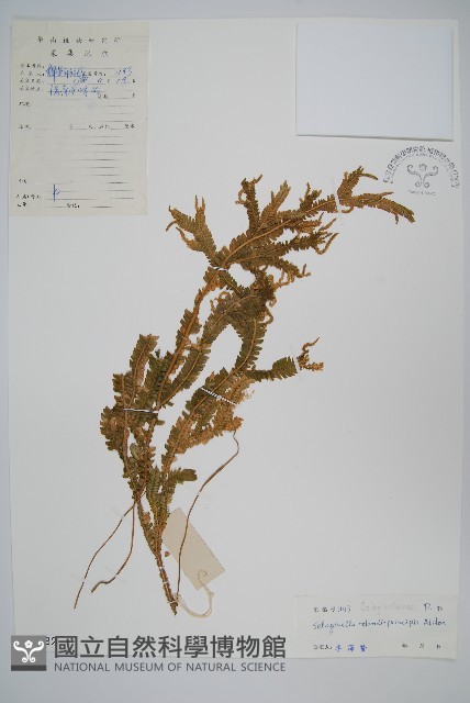 海南卷柏藏品圖，第1張