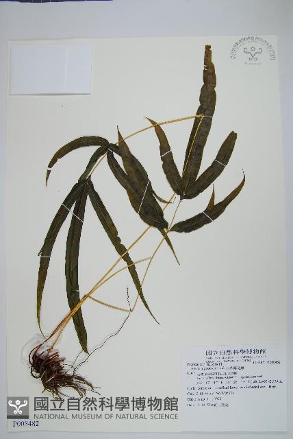 日本鳳尾蕨藏品圖，第1張