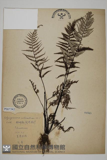 粉葉蕨藏品圖，第1張