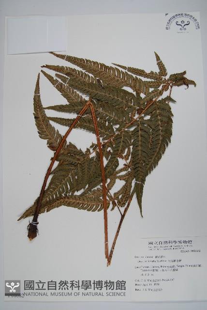 南海鱗毛蕨藏品圖，第1張