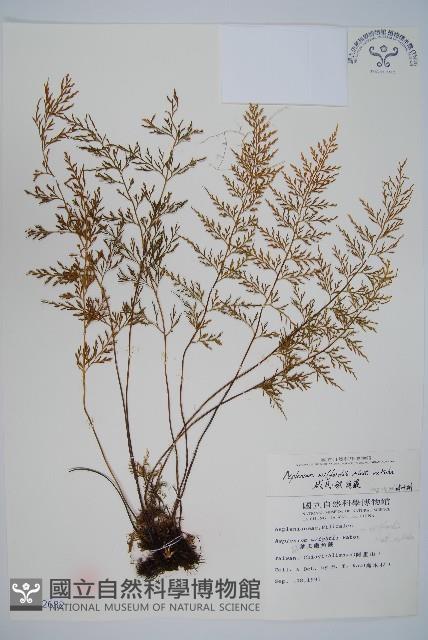 威氏鐵角蕨藏品圖，第1張