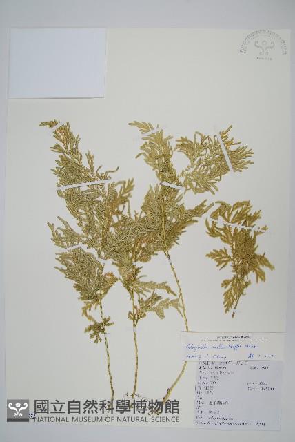 異葉卷柏藏品圖，第1張