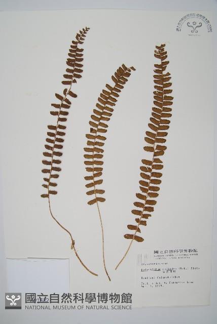 對生耳蕨藏品圖，第1張