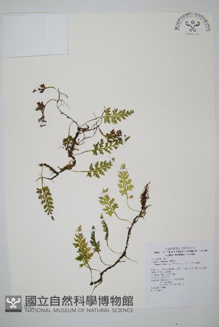 華東瓶蕨藏品圖，第1張