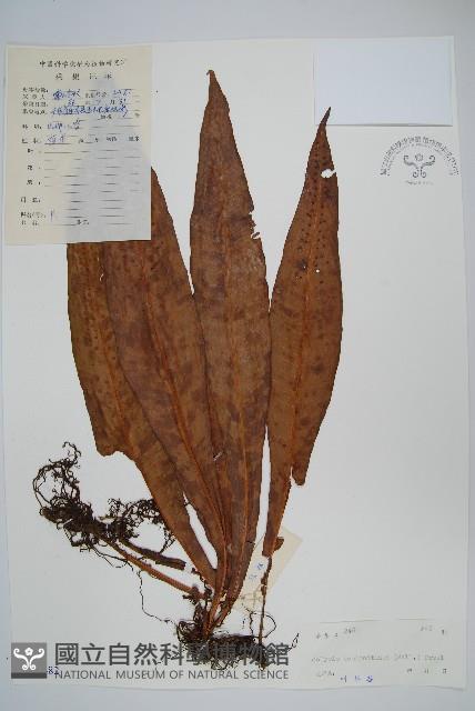 斷線蕨藏品圖，第1張