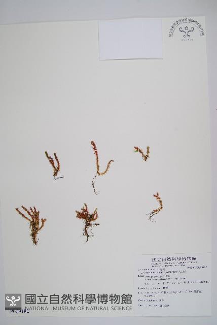 相馬氏石松藏品圖，第1張