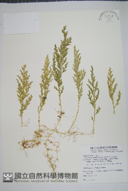 玉山卷柏藏品圖，第1張