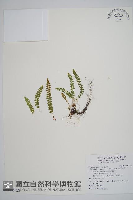 麗江耳蕨藏品圖，第1張