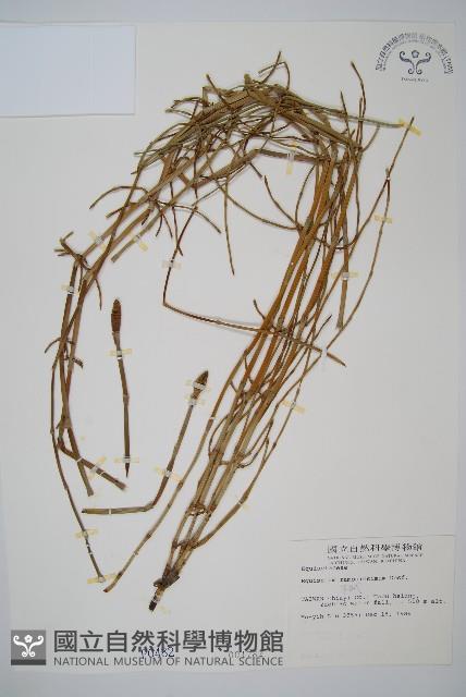 木賊藏品圖，第1張