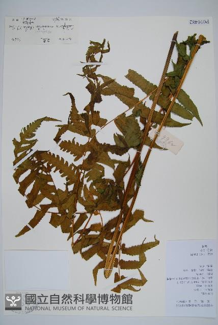 菜蕨藏品圖，第1張