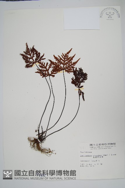 長柄粉背蕨藏品圖，第1張