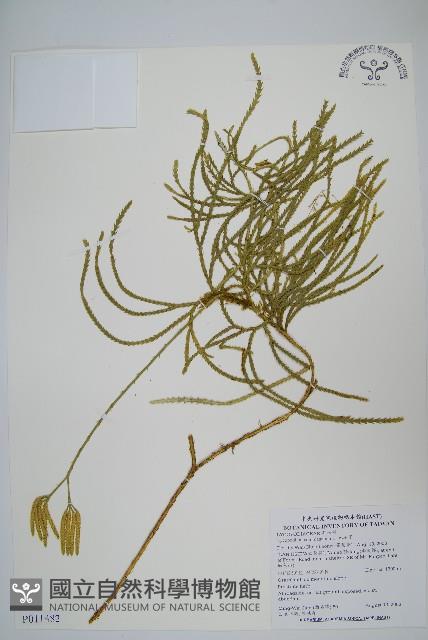 地刷子藏品圖，第1張