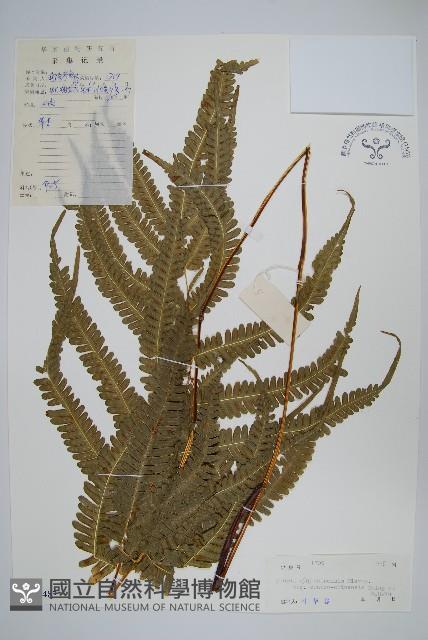 登錄號:P005482藏品圖，第1張