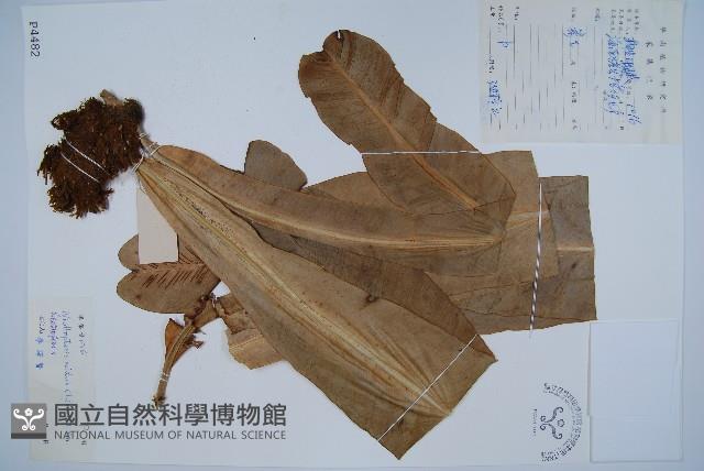 巢蕨藏品圖，第1張