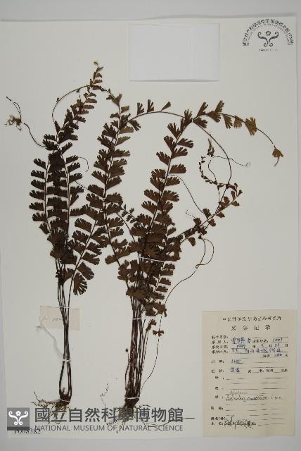 鞭葉鐵線蕨藏品圖，第1張