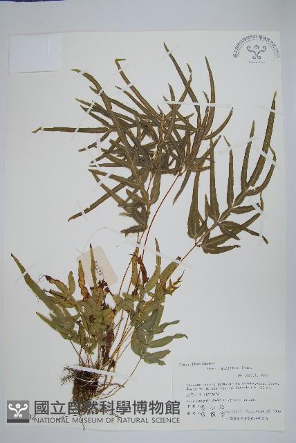 鳳尾蕨藏品圖，第1張