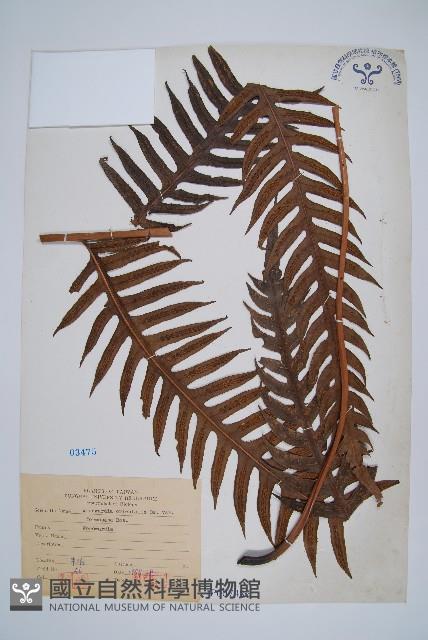 臺灣狗脊蕨藏品圖，第1張