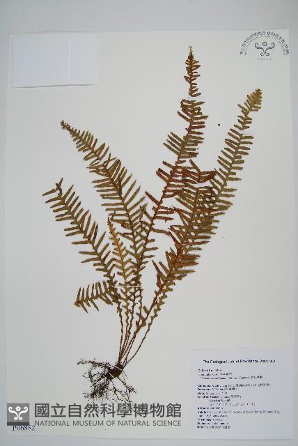 密毛蒿蕨藏品圖，第1張