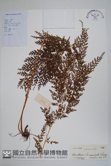 烏蕨藏品圖，第1張