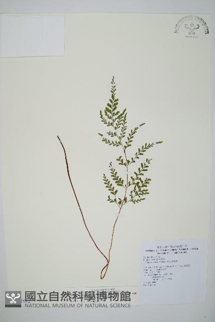 三角葉陵齒蕨藏品圖，第1張