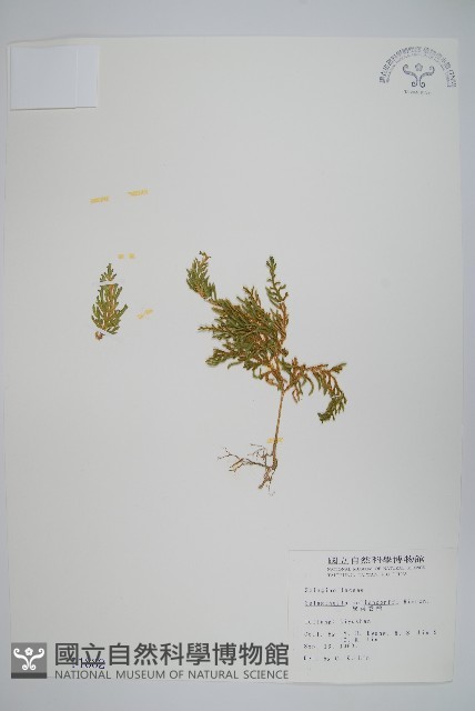 異葉卷柏藏品圖，第1張