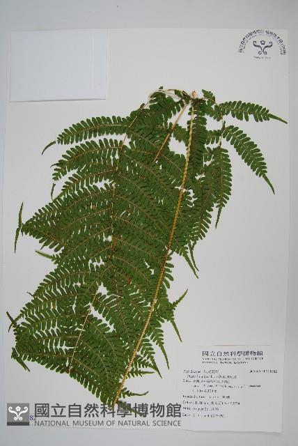 蓬萊鳳尾蕨藏品圖，第1張